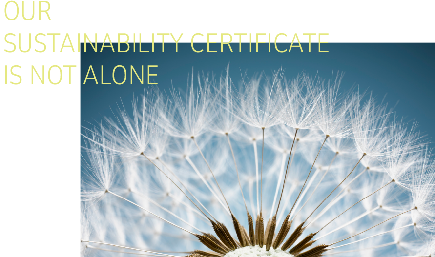 A dandelion as a symbol of sustainability